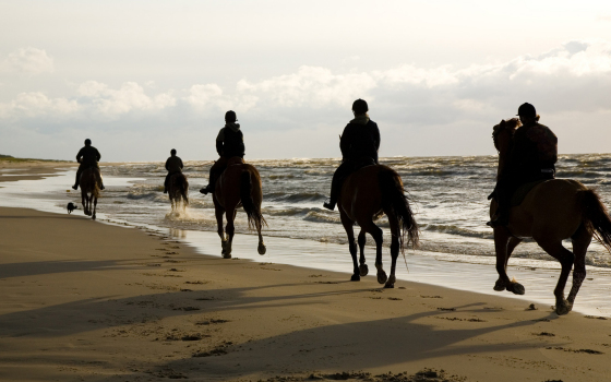 Plakias horseback riding, Plakias donkey riding, Plakias horse riding tours, Plakias equestrian activities, Plakias riding stables, Plakias riding lessons, Plakias family activities, Plakias outdoor adventures, best horseback riding in Plakias, Plakias riding experiences, Plakias Alianthos