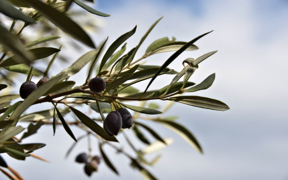 Plakias food shops, Plakias supermarket, Plakias local products, Plakias grocery stores, Plakias food, bio Plakias, Plakias bakery, Plakias butcher, Plakias fish shops, Plakias mountain tea, Plakias honey, Plakias herbs, Plakias olive oil